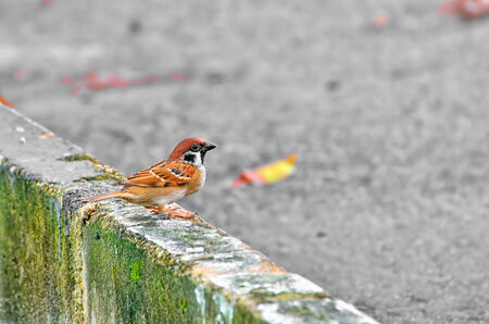 Eurasian Tree Sparrow  Passer montanus 