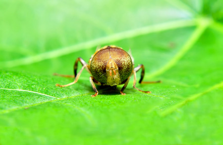 Bluebottle on the leaf