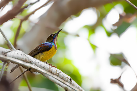 The Brown-throated Sunbird (Anthreptes malacensis), also known as the Plain-throated Sunbird, is a species of bird in the Nectariniidae family.の写真素材