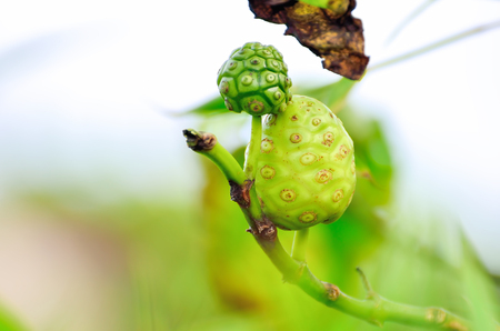 Noni fruit (Morinda citrifolia)の写真素材