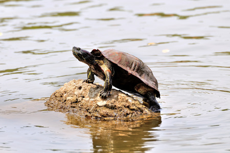 Tortoise sitting on rock in the sun