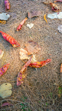 Autumn dead leaves on the ground, ideal for backgrounds and texturesの写真素材