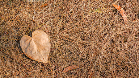 Autumn dead leaves on the ground, ideal for backgrounds and texturesの写真素材