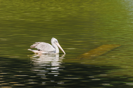 White Pelican (Pelecanus Onocrotalus)の写真素材
