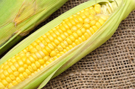 An ear of corn on gunny
