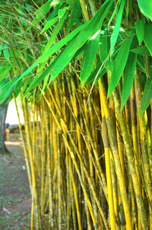 Abstract spring green background with bamboo leavesの写真素材