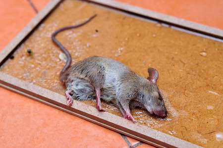 the rat is glue stick on the mousetrapの写真素材