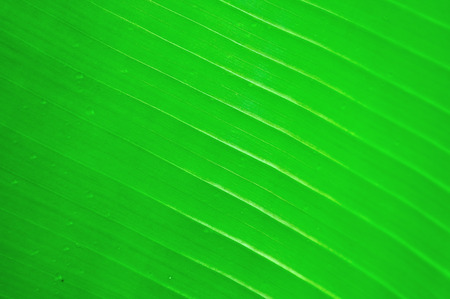 Texture background of banana leaf
