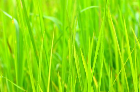 Green grass with bokeh backgroundの写真素材