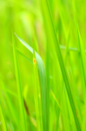 Green grass with bokeh backgroundの写真素材