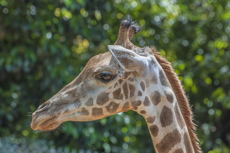 Closeup of Giraffeの写真素材