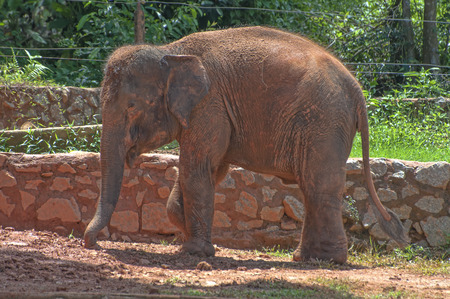 Old elephant