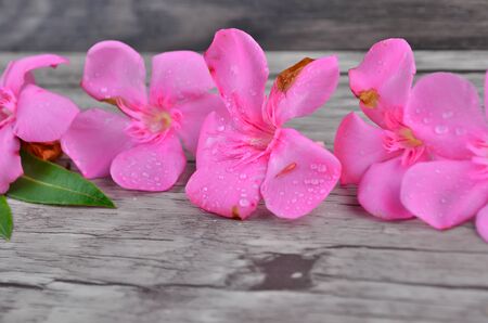 Pink flowers border on wood pattern