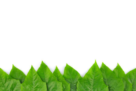 Green leaf isolated background