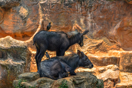 Serow resting on stone, (Capricornis sumatraensis)の写真素材