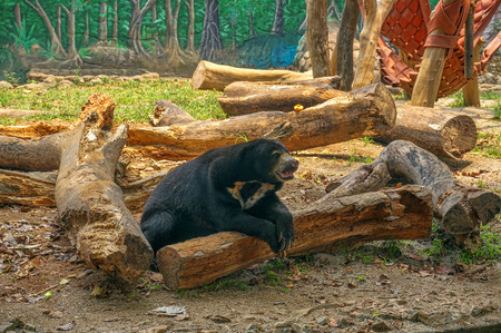 Black Bearの写真素材