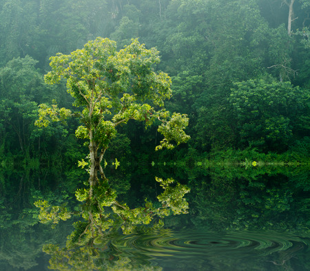 A tree with ray of light and fogの写真素材