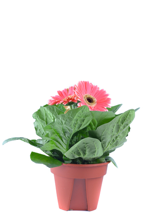 Fresh Gerber Daisy Flowerの写真素材