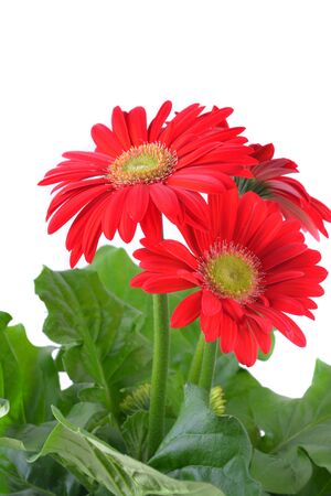 Fresh Gerber Daisy Flowerの写真素材
