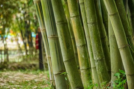 Bamboo Forest in Bandung, Indonesiaの写真素材
