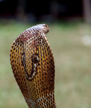 Close-up of a cobra snake with a blurred background.