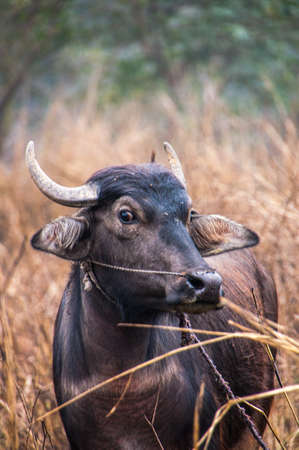 Close-up of a buffalo in the grassland.の写真素材