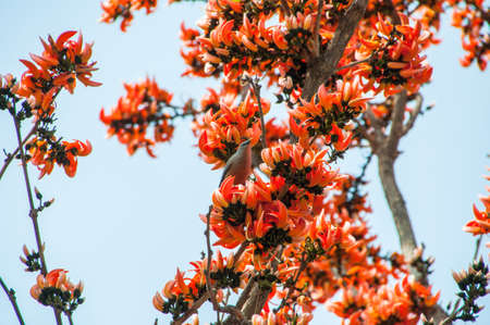 A bird perched on a blossom of an Indian Teak tree.の写真素材