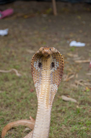 The king cobra (Naja sp.) is a species of snake found mainly in Southeast Asia.