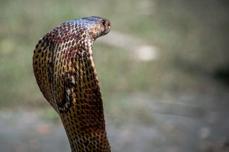 Close-up of a cobra snake head on a blurred backgroundの写真素材