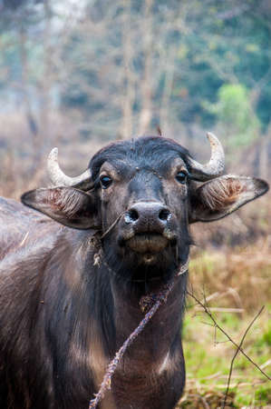 A close up of a black buffalo with horns.の写真素材