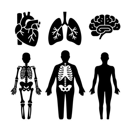 Human organs set. Silhouettes of human body. Vector illustrationのイラスト素材