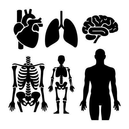 Human organs icons set. Human body silhouette isolated on white background. Vector illustrationのイラスト素材