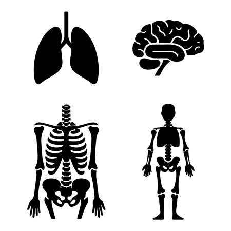 Human organs set. Human skeleton, brain, heart and lungs. Vector illustrationのイラスト素材