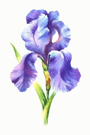 Watercolor iris, vector illustrationのイラスト素材