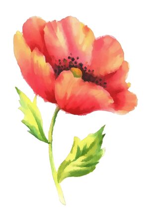 red poppy watercolor vector illustrationのイラスト素材