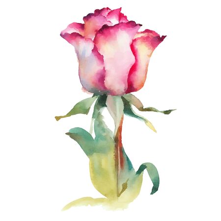 Pink rose watercolor vector  illustrationのイラスト素材