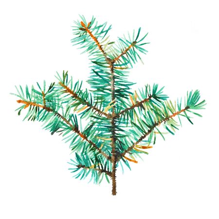 Branch of fir tree on white background, hand painted watercolor illustration.の写真素材