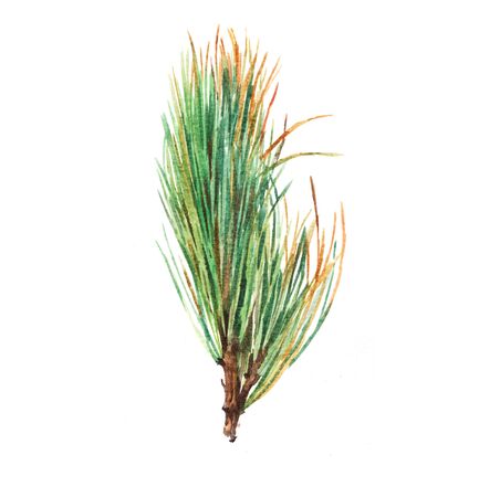Branch of pine tree on white background, hand painted watercolor illustration.の写真素材