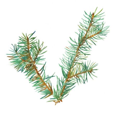 Branch of fir tree on white background, hand painted watercolor illustration.の写真素材