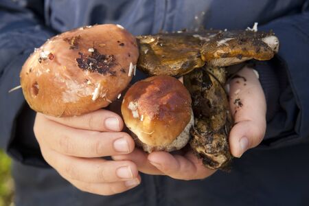 Three fresh mushrooms in hands found in the forest, horizontal, candid, outdoorsの写真素材