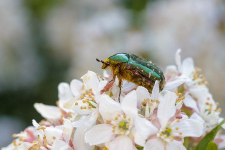 Rose Chafer on a white flower.の写真素材