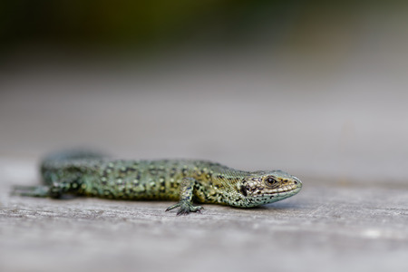 Common Lizard.の写真素材