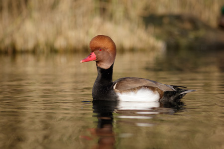 A Red-crested Pochard in the eveing light.の写真素材