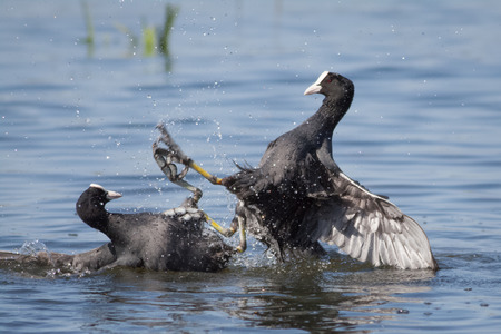 A pair of Coots battle it out for territory.の写真素材