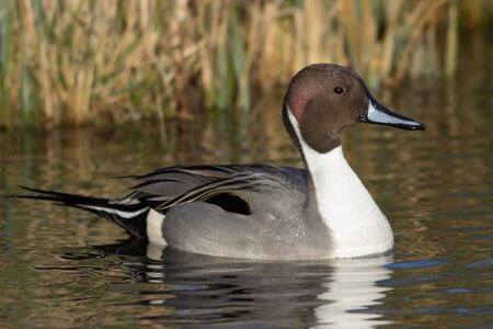 Northern Pintail swimming in the weland environment.の写真素材