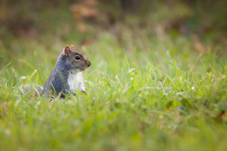 A Grey Squrrel standing in long grass.の写真素材