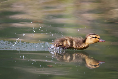A Mallard Duckling chases an insect across the water to eat.の写真素材