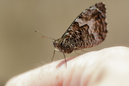 Grayling butterfly perched on a persons hand with its' wings closed.の写真素材