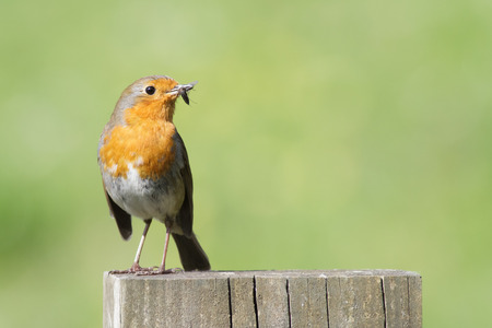 A Robin stands on a fence post with insects in its' beak for feeding young at the nest.の写真素材
