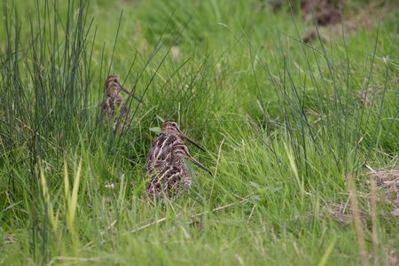 A wisp of Snipe sitting in the long grass.の写真素材